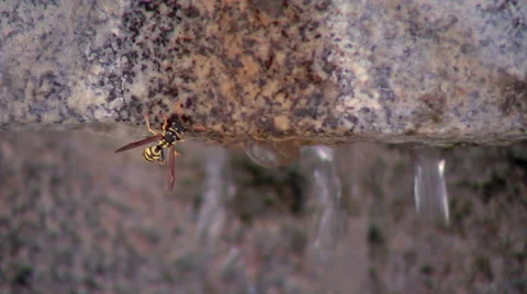 Close up of a wasp #1 Stock Footage 48042477