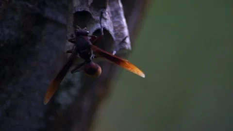 Close-up of a wasp building its nest on a tree trunk in nature Stock Footage 328927965
