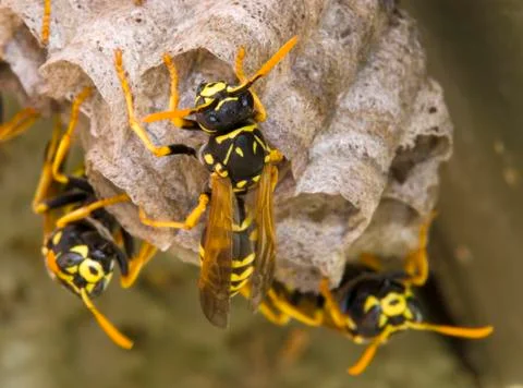 Close up of a Wasp, Canada. Stock Photos