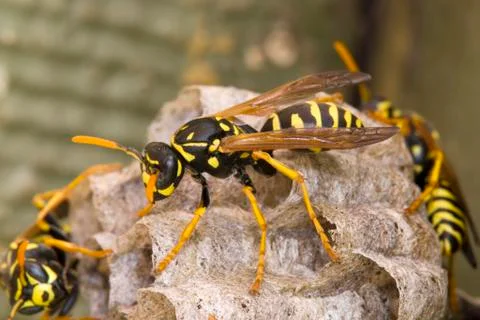 Close up of a Wasp, Canada. Stock Photos