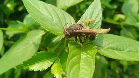 Close Up Wasp Crawling on Fresh Green Foliage Stock Footage 347349199