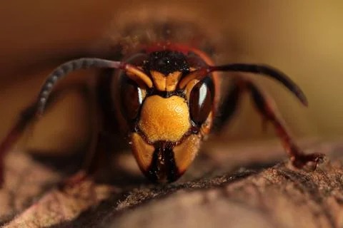 Close up wasp face, horizontal orientation, macro 스톡 사진