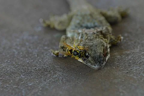A close-up of a wasp feeding on a dead lizard 스톡 사진