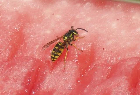 Close-up of a wasp feeding on a watermelon Stock Photos