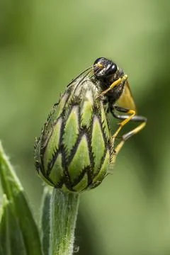Close up of wasp of flower bud. Stock Photos