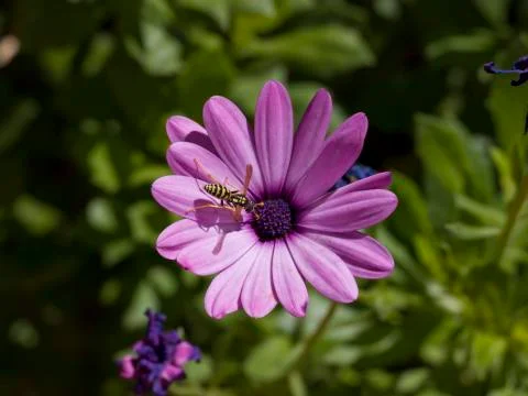 Close-up of a wasp in a flower Stock Photos