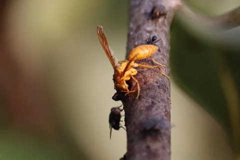 Close-up of wasp with fly Stock Photos