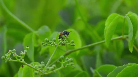 Close-up of a wasp flying around a flower cluster Stock Footage 283248256