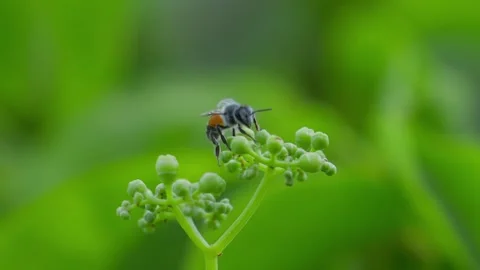 Close-up of a wasp flying around a flower cluster Stock Footage 283248264