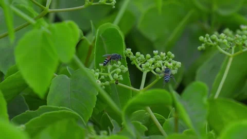 Close-up of a wasp flying around a flower cluster Stock Footage 283248348
