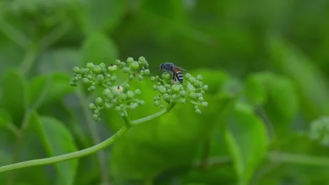 Close-up of a wasp flying around a flower cluster Stock Footage 283248358