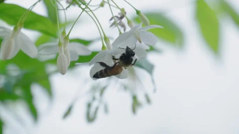 Close-up of a wasp flying around a flower cluster Stock Footage 317428201