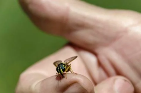 Close up of wasp on the hand Stock Photos