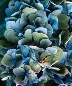 Close-up of wasp insect on blue hydrangea flowers. Foto stock