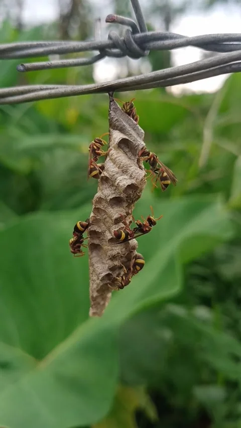 Close up of wasp on its nest Stock Footage 264075210