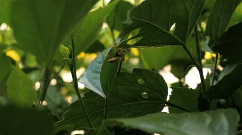 Close Up of Wasp on a Leaf then Flies out of frame Stock Footage 66909323