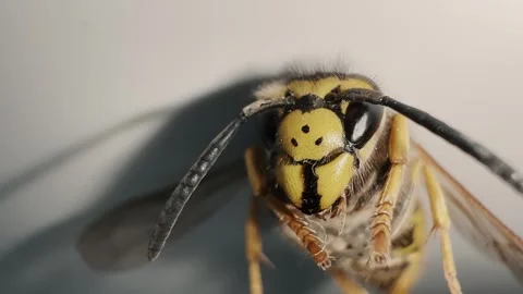Close-up of wasp looking at camera and moving antennae 動画素材 314967174