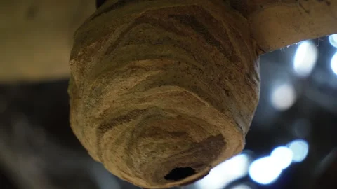 Close-Up of Wasp Nest Stock Footage 311729981