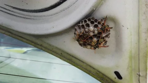 A Close Up of a Wasp Nest on the Inside of a Car Trunklid Stock-Footage 158583716
