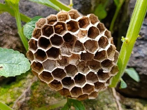 Close-up of a Wasp Nest Structure Stock Photos