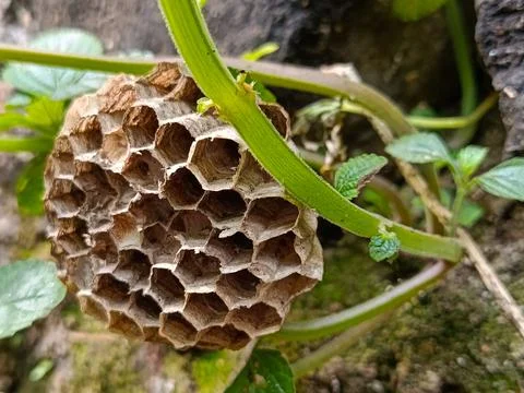 Close-up of a Wasp Nest Structure Stock Photos