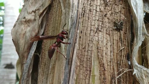 Close up wasp perched on a banana tree Vidéo 145302775