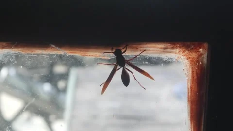 Close up of a wasp perched on a transparent window glass Stock Footage 323166423