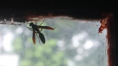 Close up of a wasp perched on a transparent window glass Stock Footage 323166429