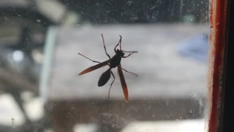 Close up of a wasp perched on a transparent window glass Stock Footage 323166436