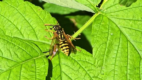 Close-Up of Wasp on Raspberry Leaves Stock Footage 325830953