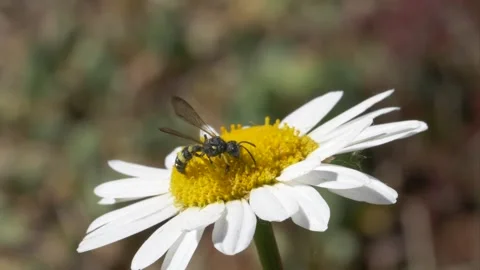 Close up of Wasp resting on Ox Eye Daisy in field on sunny day 動画素材 172153687