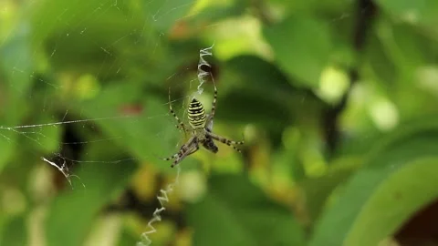 Close-up of a wasp spider (Argiope bruennichi) with prey on its web Stock Footage 344855720
