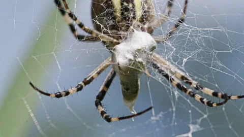 Close-up of wasp spider legs gripping silk wrapped prey Stock Footage 344534357