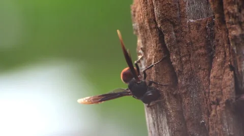 Close up,Wasp on stump. Stock Footage 65811775