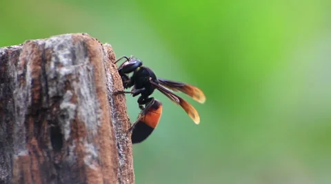 Close up,Wasp on stump. Stock Footage 65811949