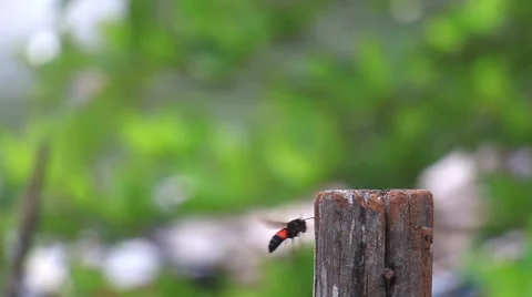 Close up,Wasp on stump. Stock Footage 65812019