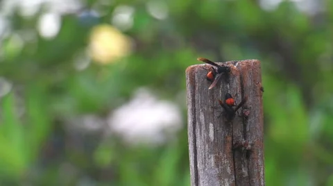 Close up,Wasp on stump. Stock Footage 65812149