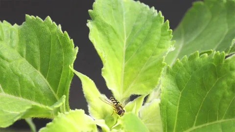 Close-up of Wasp on a Sunflower 動画素材 71763474