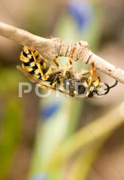 Close-up of wasp on thin branch Stock Illustration