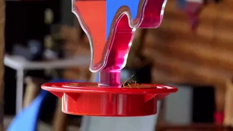 Close-up of a wasp wiggling its tail while drinking from a hummingbird feeder Vídeo Stock 156833896