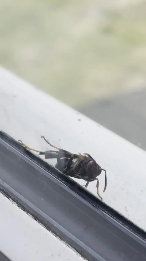 Close Up Wasp on Window Frame Stock Footage 346076567