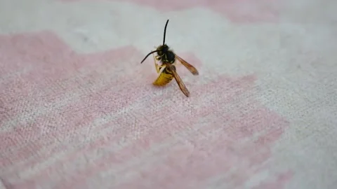 Close-up wasp,black-yellow wasp,one hornet on a ground, Stock Footage 166322570