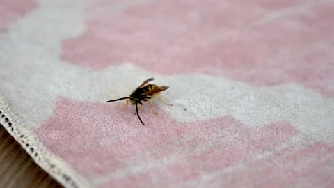 Close-up wasp,black-yellow wasp,one hornet on a ground, Stock Footage 166322929
