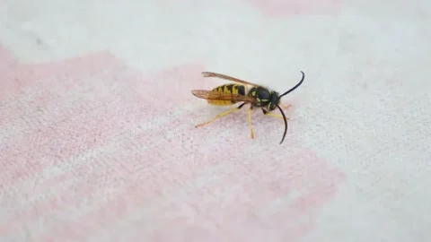 Close-up wasp,black-yellow wasp,one hornet on a ground, 動画素材 166322948