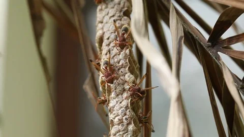 Close up wasps minding their hive extreme, Nature background Stock Footage 83849584