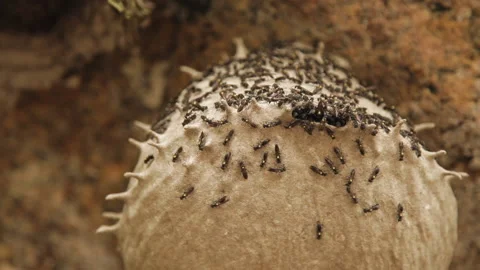 Close up wasps moving over the nest set in the stone Stock Footage 152202603