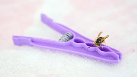 Close-up wasp,wasp standing on a clothespin, Stock Footage 166322915