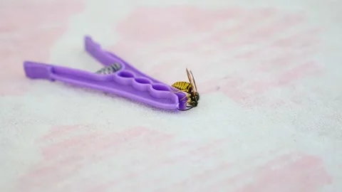 Close-up wasp,wasp standing on a clothespin, Stock Footage 166322919