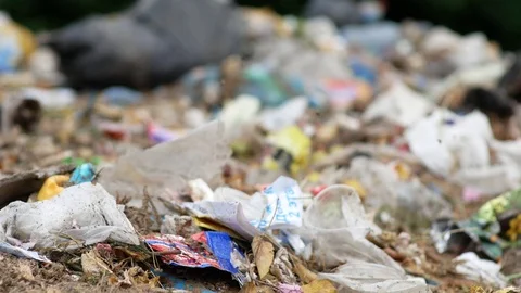 Close up of waste with many flies Stock Footage 78451371