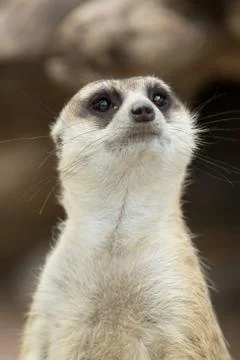 Close up on watchful meerkat stading guard Stock Photos